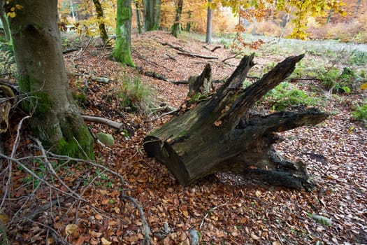 Ravnsholt Skov forest in  Alleroed - Denmark in autumn