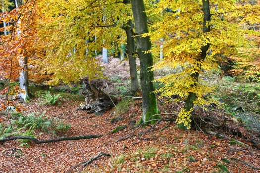 Ravnsholt Skov forest in  Alleroed - Denmark in autumn