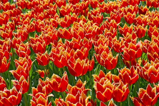 Red and yellow tulips with fringed bush petals for background.