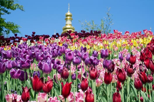 Multicolored blooming tulips of different varieties on a hill. Behind it you can see the golden dome of the church against the blue sky.