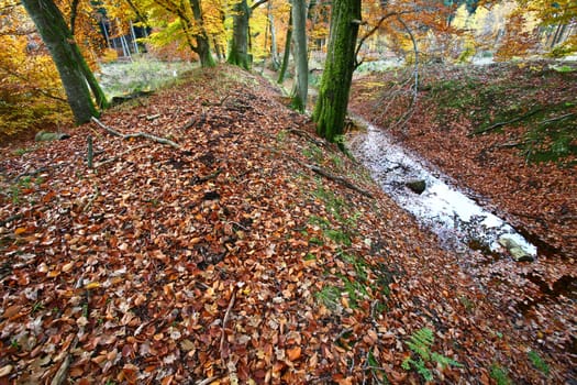 Ravnsholt Skov forest in  Alleroed - Denmark in autumn