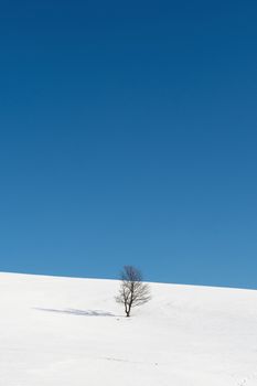 Tree standing amid the snowy plains