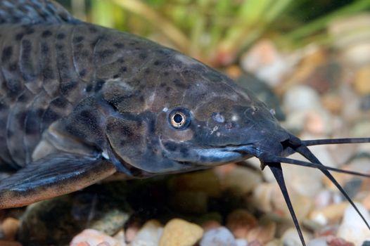 Detail of catfish head from genus Hoplosternum on the bottom.