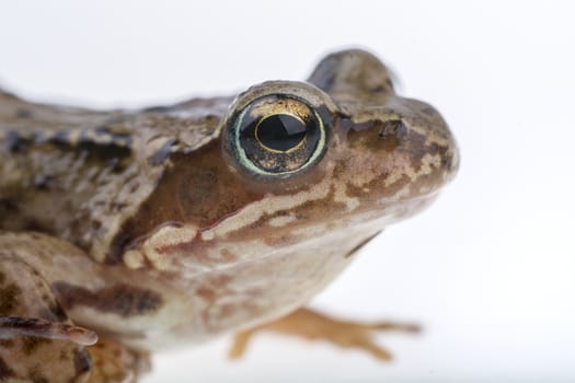 Detail of European frog head.