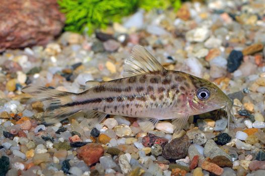 Corydoras fish on the bottom and in the aquarium.