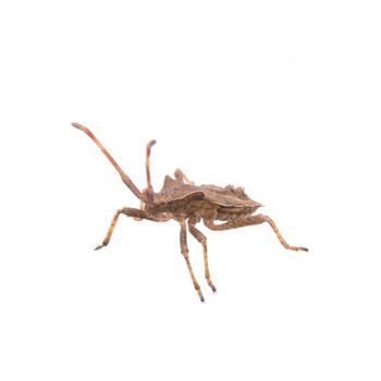 Brown shield bug isolated on a white background