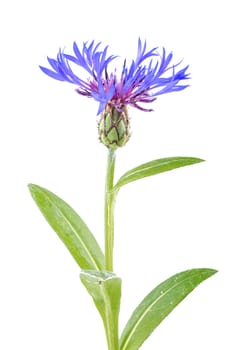 Cornflower isolated on a white background