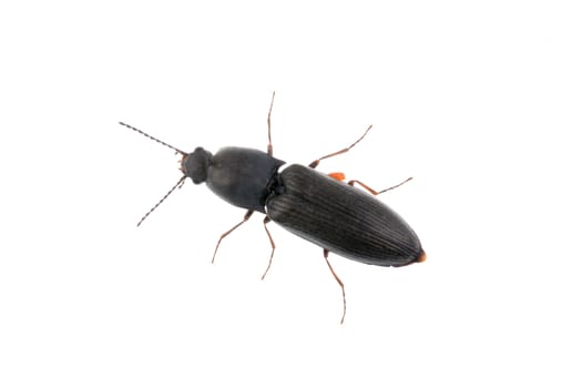 Black bug isolated on a white background