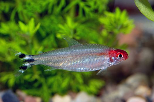Nice red head tetra fish from genus Hemigrammus.