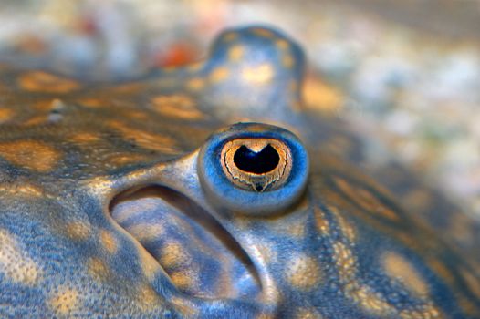 Detailed view head of cichlid from genus Potamotrygon.