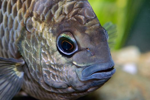 Nice fish portrait from genus Pristolepis.