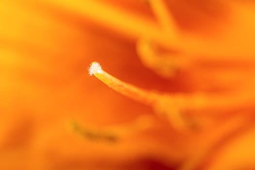 Orange lilly colorful abstract background with detailed pistils