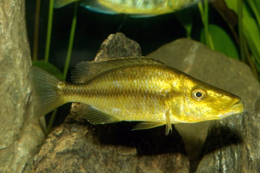 Female aquarium fish Dimidiochromis compressiceps.