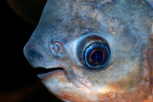 Colosoma fish portrait in aquarium.