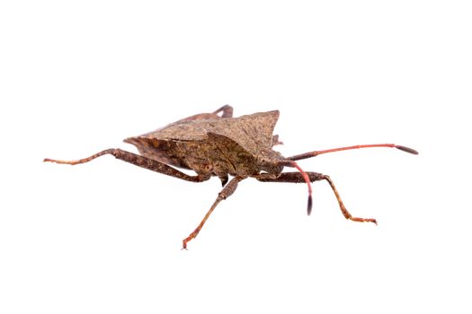 Brown Dock Bug on a white background