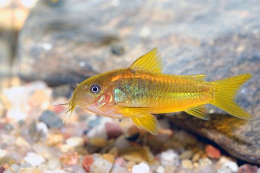 Corydoras fish on the bottom and in the aquarium.