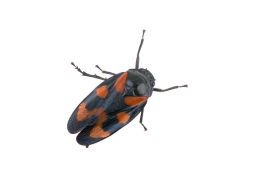 Froghopper isolated on a white background