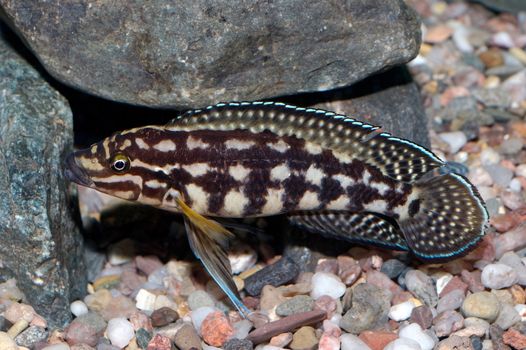 Nice male cichlid fish from genus Julidochromis.