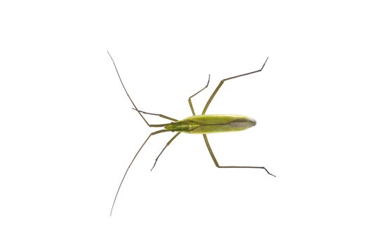 Green insects on a white background