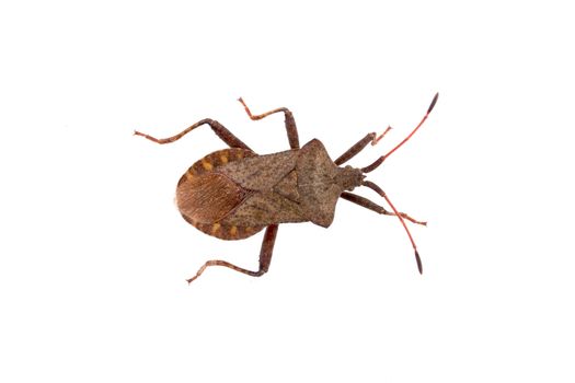 Brown Dock Bug on a white background