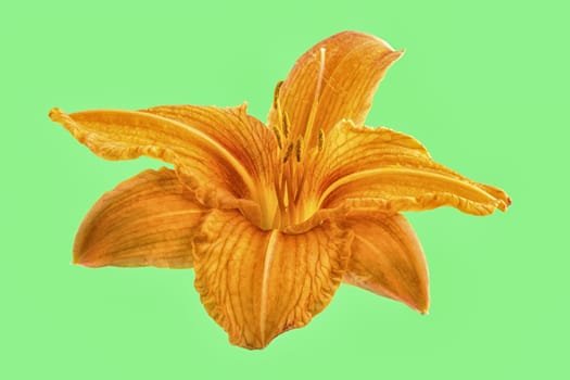 Orange lily flower isolated on green background