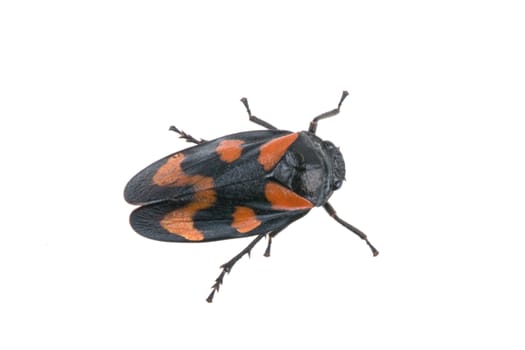 Froghopper isolated on a white background