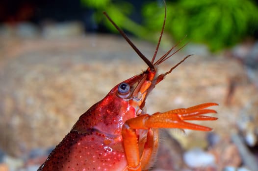 Detailed view head of crayfish from genus Cherax.