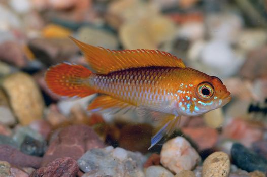 Nice orange cichlid fish from genus Apistogramma.