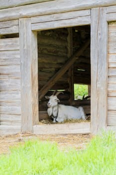 White goat lying in a wooden sty