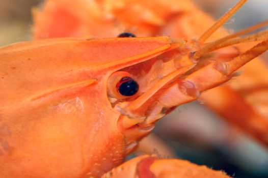 Detailed view head of crayfish from genus Cherax.