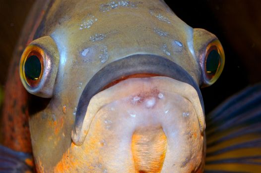 Detailed view head of cichlid from genus Astronotus.