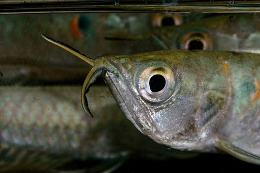 Nice young arowana fish portrait from genus Osteoglossum.