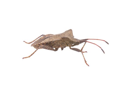 Brown Dock Bug on a white background