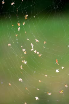 Spider web with rubbish and gree blurred background.