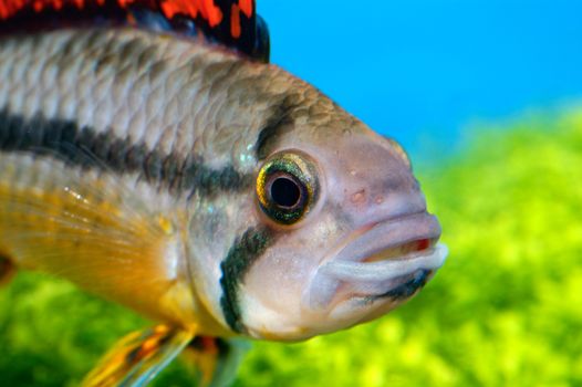 Detailed view head of cichlid from genus Apistogramma.