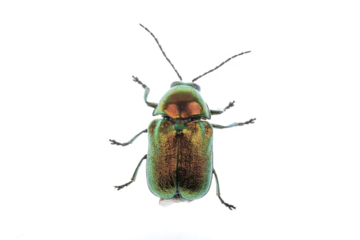 Metal green bug isolated on a white background