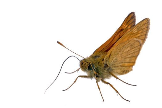 Nice brown butterfly sitting on a white background.