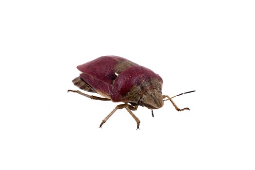 Nice sloe bug on white background