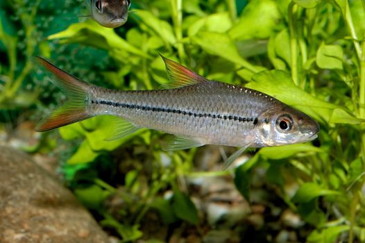 Aquarium fish from genus Puntius.