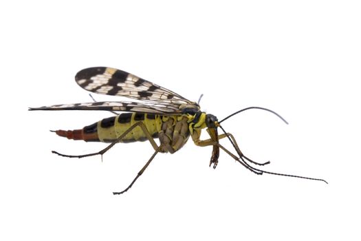 Scorpion fly from family Panorpidae on  white background
