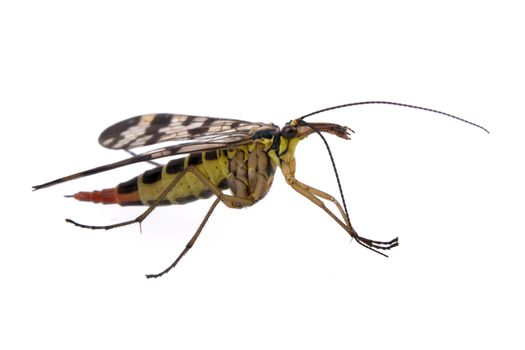 Scorpion fly from family Panorpidae on  white background