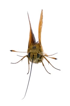 Nice brown butterfly sitting on a white background.