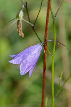 Nice flower with violet bell blossom with blurred background.