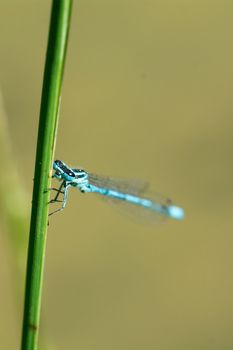 Blue dragonfly sitting on a green blade of grass