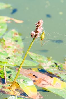 Green spider sitting on a pink flower in a pond Potamogeton