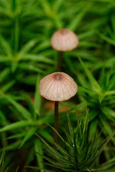 Two brown mushrooms in green moss.