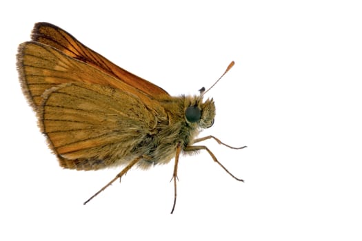 Nice brown butterfly sitting on a white background.