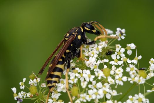 Wasp sitting on a white flower with a blurred green background.