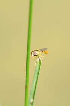 Yellow fly sitting on a green blade of grass
