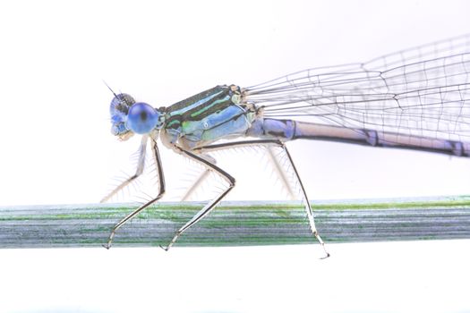 Blue dragonfly sitting on a strw isolated on a white background